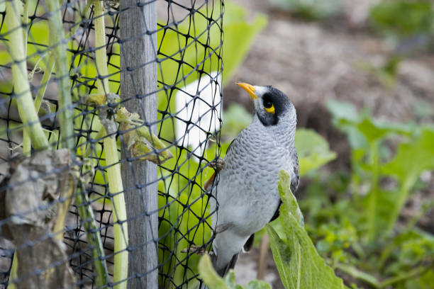 red de plagas que permite a los polinizadores entrar y mantener aves, zarigüeyas y conejos fuera del huerto. pájaro menor ruidoso australiano en la red. - netting fotografías e imágenes de stock