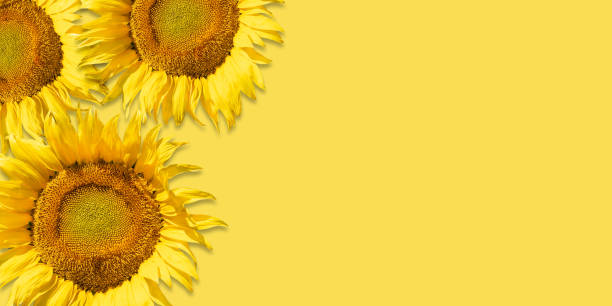 istock Yellow sunflowers background. 1315120682