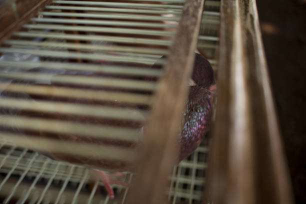 blue dove in its cage
