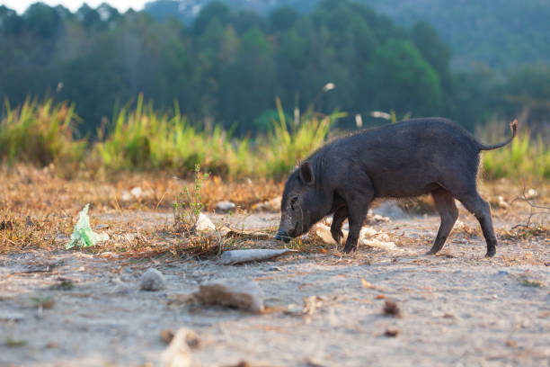 Wild black pigs near the city, Phuket, Thailand stock photo