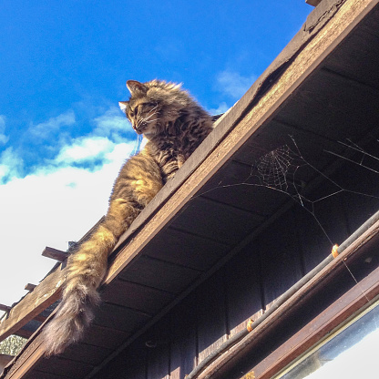 Tabby calm cat resting on the roof