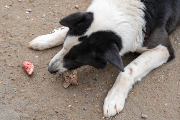 istock A large guard dog chews on a bone while lying on the ground 1315121926