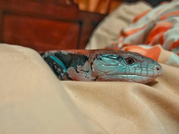 Blue Tongue Skink Head in the blanket Blue Tongue Skink lizard chilling in the Blanket tiliqua scincoides stock pictures, royalty-free photos & images