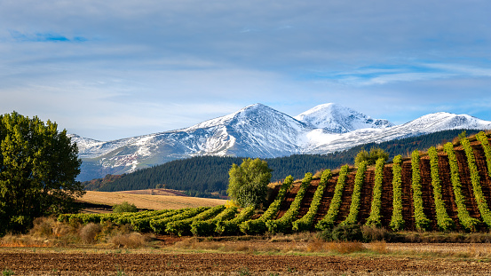 Vineyards with San Lorenzo mountain as background, La Rioja, Spain