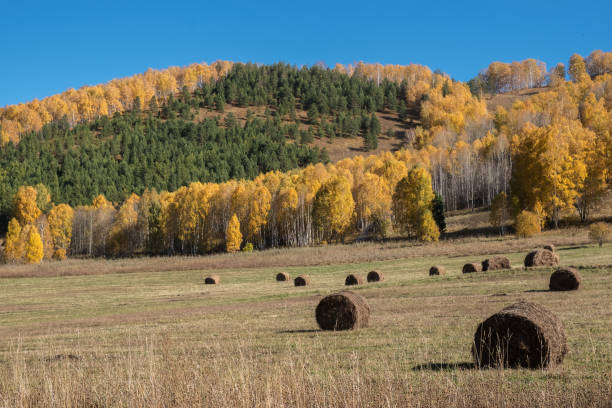 istock Hay rolls on a mountain meadow. Autumn Altai 1315123246