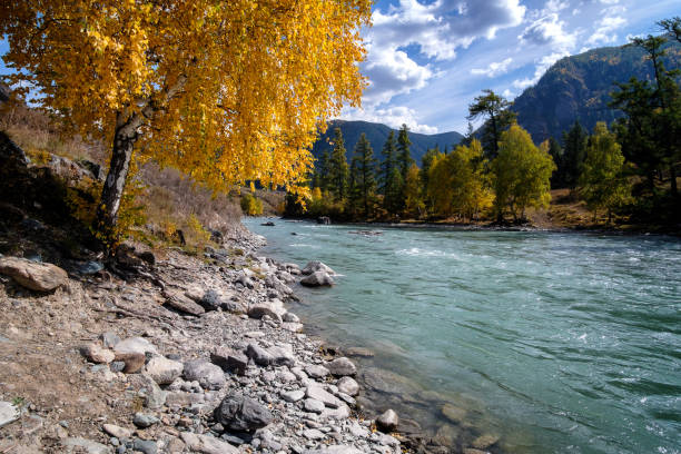 istock Yellow birch by the river. Autumn Altai 1315123247