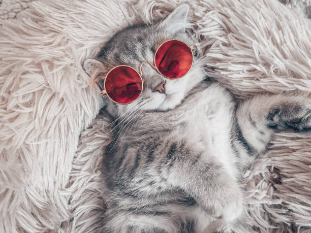 istock Cute Scottish cat, three month old kitten 1315123261