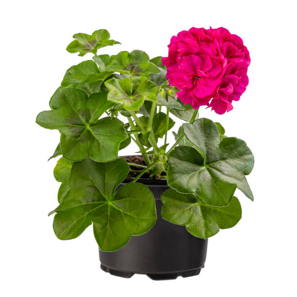 istock Beautiful pink pelargonium 1315123414