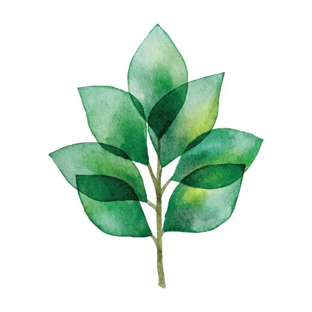 Vector illustration of Watercolor Branch With Green Leaves
