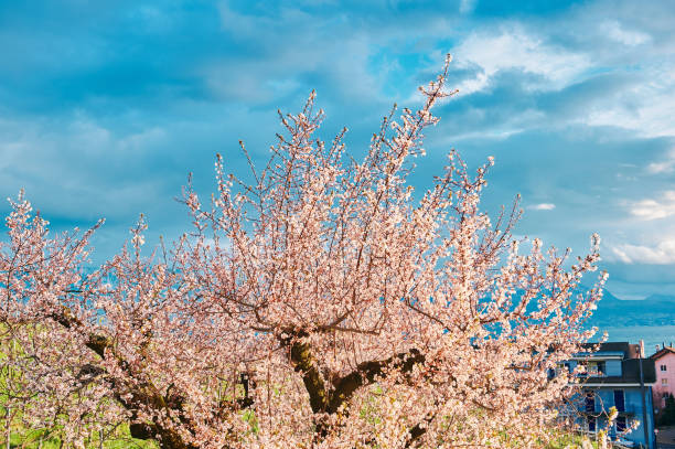 istock Spring blossoming dogwood tree against bright blue sky 1315125077