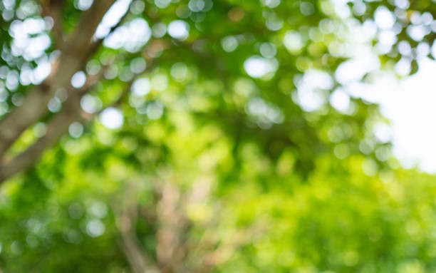 istock Abstract green bokeh of trees, blurred nature background 1315125705