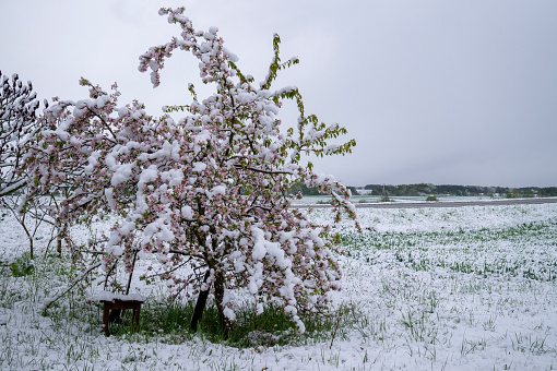 Unseasonable spring snow covering fresh pink apple tree blossoms on the tree in unseasonable weather in a close up view in a garden setting