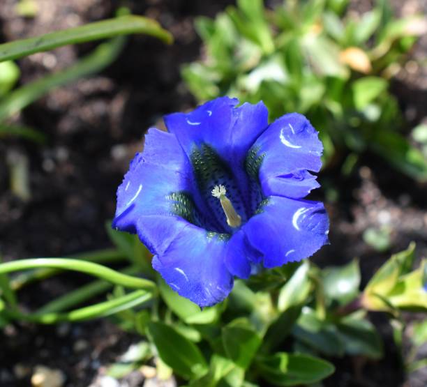 istock Macro of a gentian 1315127677