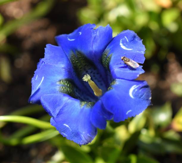 istock Macro of a gentian 1315127725