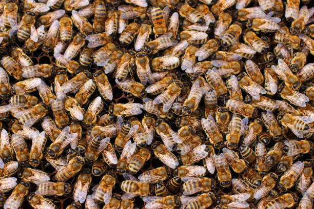 istock A lot of bees close up texture or background 1315128020