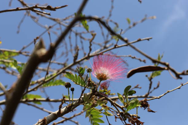 istock Flowering Persian silk tree or pink silk tree (Albizia julibrissin) branch on a background of blue sky 1315128100