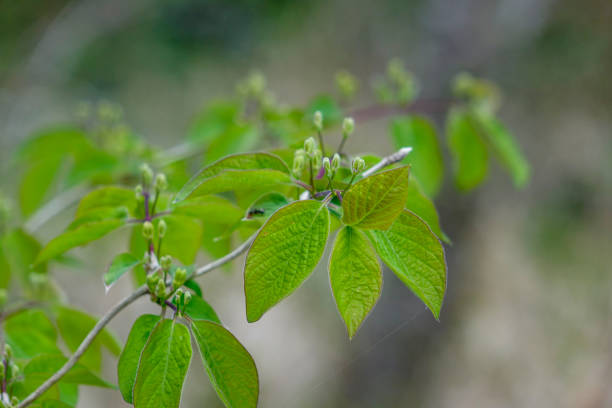 istock leaves and shoots on a bush in spring 1315128138