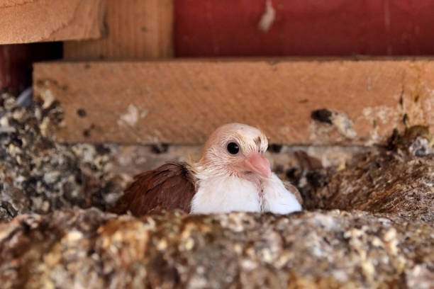istock Young cute dove sitting in nest 1315128216