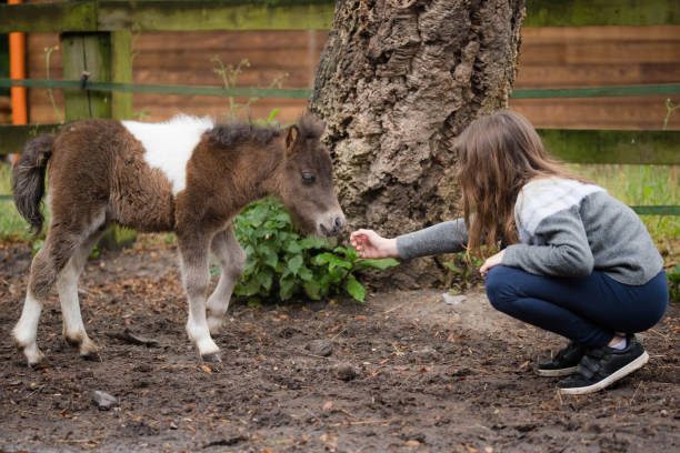 아주 어린 새끼와 소녀 사이의 첫 만남 - foal child mare horse 뉴스 사진 이미지