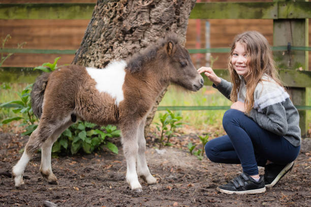 아주 어린 새끼와 소녀 사이의 첫 만남 - foal child mare horse 뉴스 사진 이미지