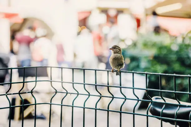 Photo of Sparrow chick standing on fence in Annecy, France