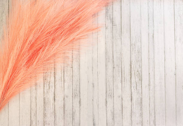 white board background with pink fluffy panicle, copy space, top view. Background with decorative branch