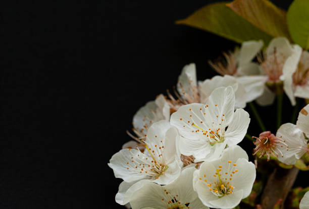 istock Cherry Flowers on Black Background 1315139813