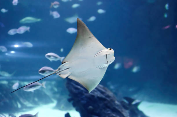 Impressive stingray fish showing its mouth arranged near its stomach of the genus Rhinoptera commonly known as the cownose rays of the family Rhinopteridae.