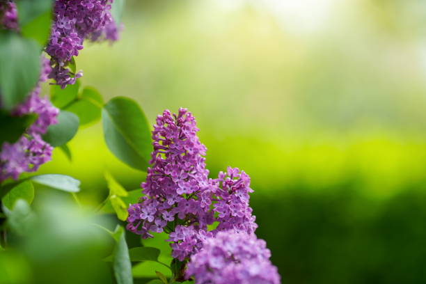 istock Lilac flowers background 1315141035