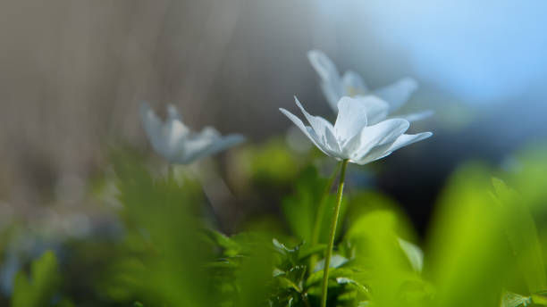 istock Dreamy wood anemone wild flowers in forest (Anemone nemorosa) 1315141379