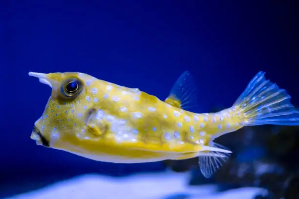 Photo of Sea fish cow in the aquarium on a blue background.