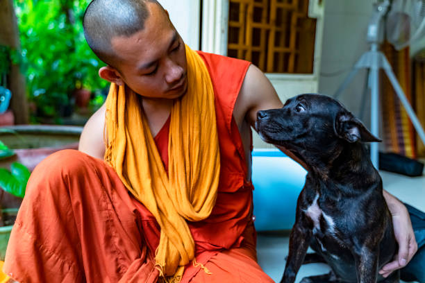 the love between the dog and the young buddhist monk. the dog looks lovingly at the monk. - chinese temple dog imagens e fotografias de stock