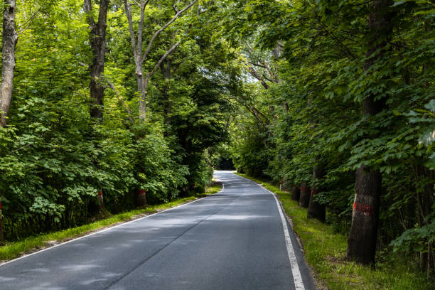 istock Long road as mountain trail in forest in Walbrzych Mountains 1315142477