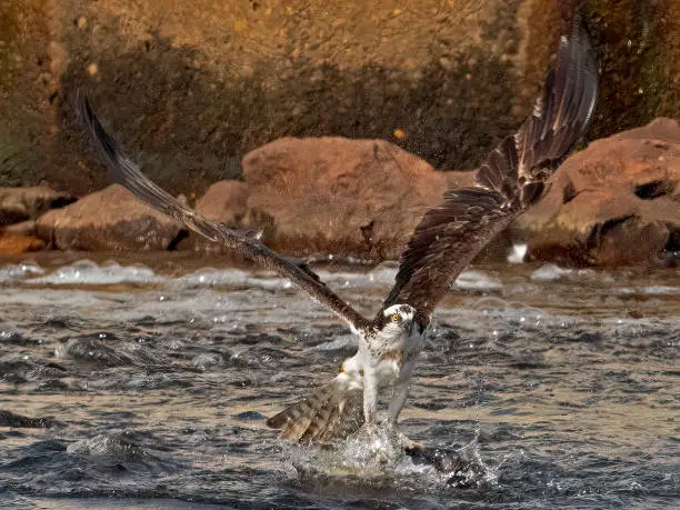 Photo of Osprey Grabbing Fish out of the Water