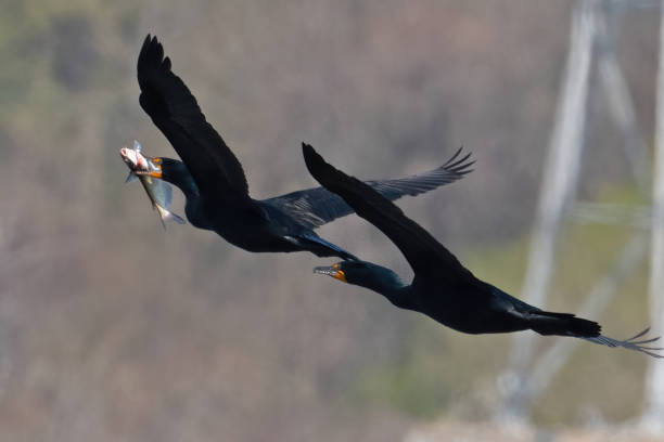 Pair of Double-crested Cormorant