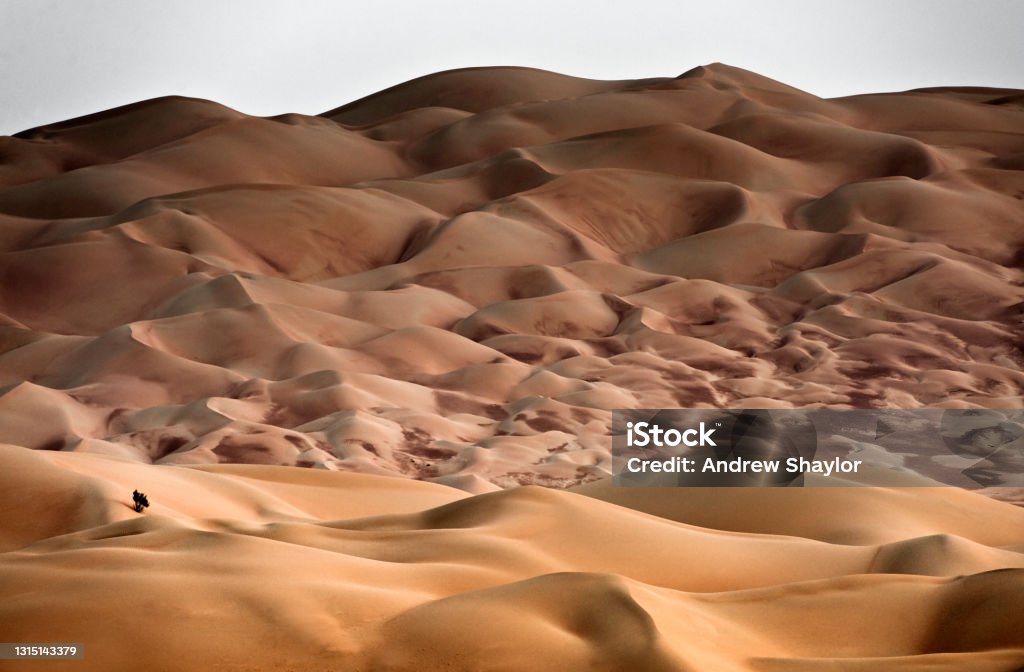 Sand Dunes, Lisa Desert Sand Dunes and a single tree in Liwa Desert Liwa Desert Stock Photo