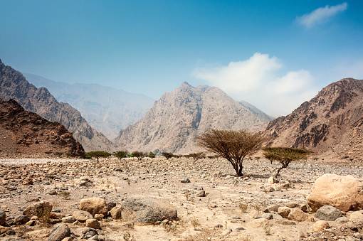 Acacia trees on a rocky terrain,  with mountains in the background.