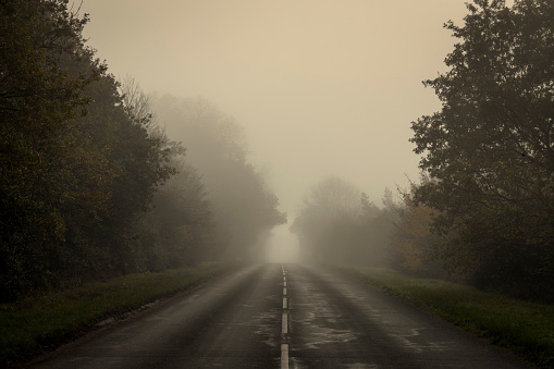 An foggy and deserted road lined by trees