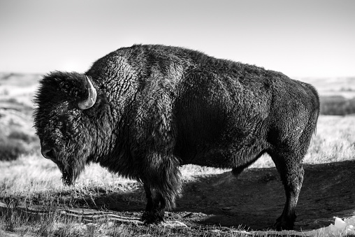 A profile of an American Bison or Buffalo in black and white.