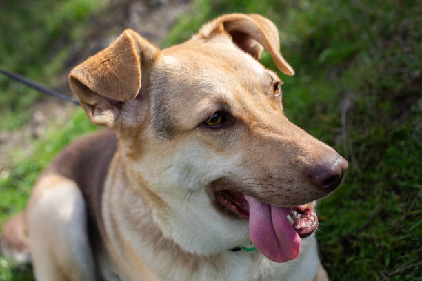 istock Portrait of shepherd dog pet 1315143913