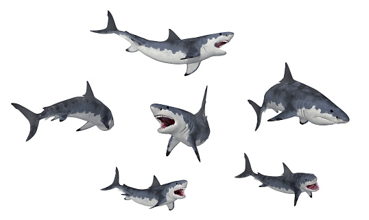 Computer generated 3D illustration with great white sharks isolated on white background