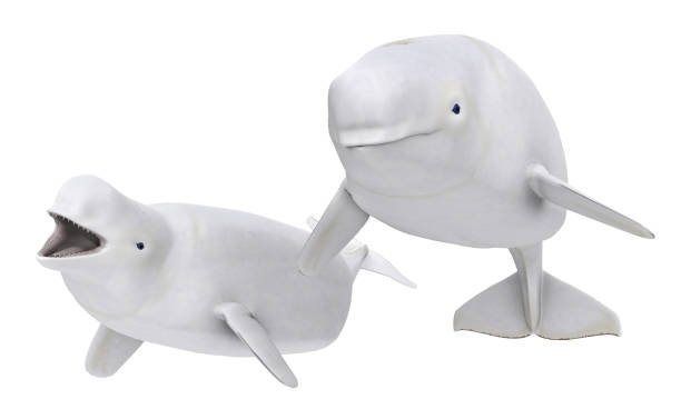 istock Two Beluga whales isolated on white background 1315144678
