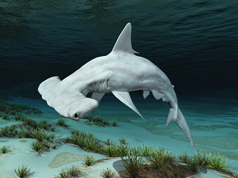 Computer generated 3D illustration with a hammerhead shark in an underwater landscape