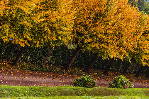 Tree-lined Autumn path