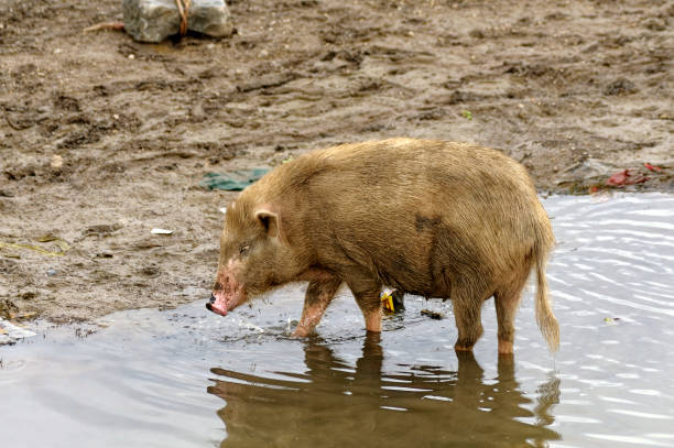 istock Pigs roaming in mud for food 1315148955
