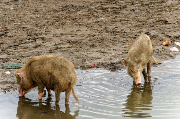 istock Pigs roaming in mud for food 1315148956