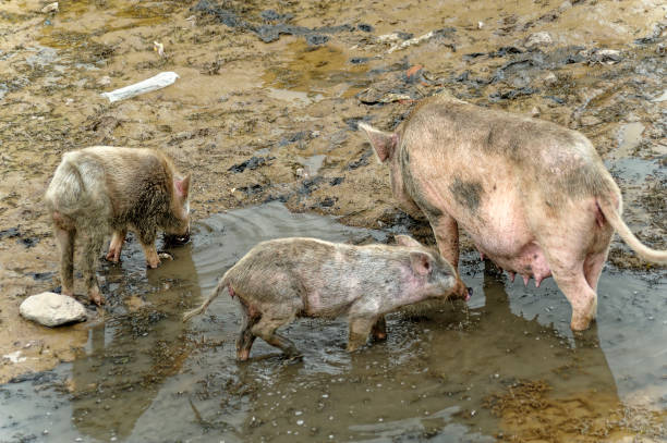 istock Pigs roaming in mud for food 1315148968