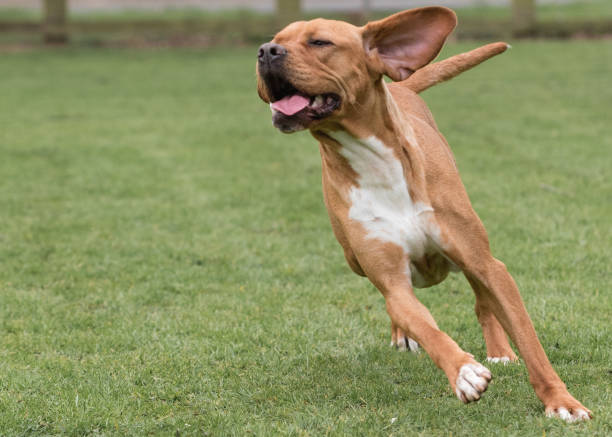 7,400+ Portuguese Pointer Stock Photos, Pictures & Royalty-Free Images - iStock | Portuguese pointer dog