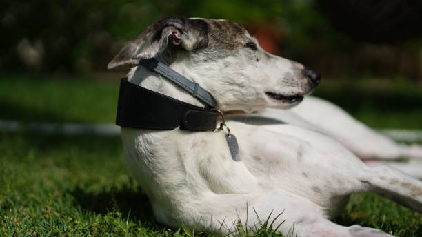 dog pet canine