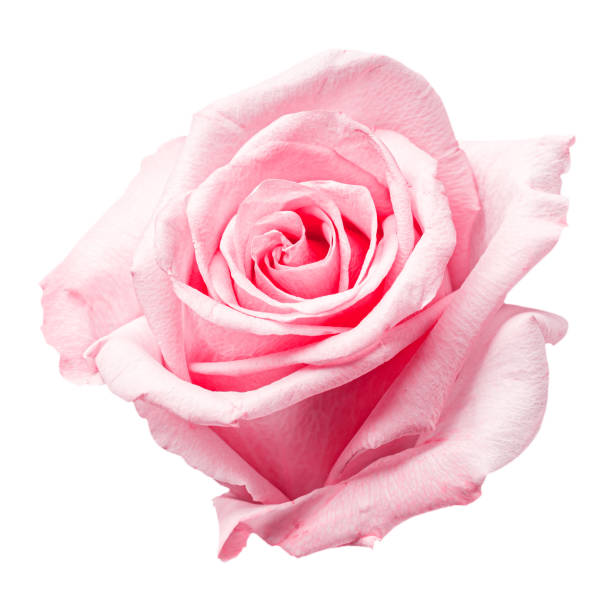 istock Beautiful pink purple rose bud isolated on white background 1315152094